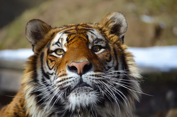Посмотрите в глаза тигру - молодой взрослый бенгальский тигр мужского полного портрета с камнями и снегом позади — стоковое фото