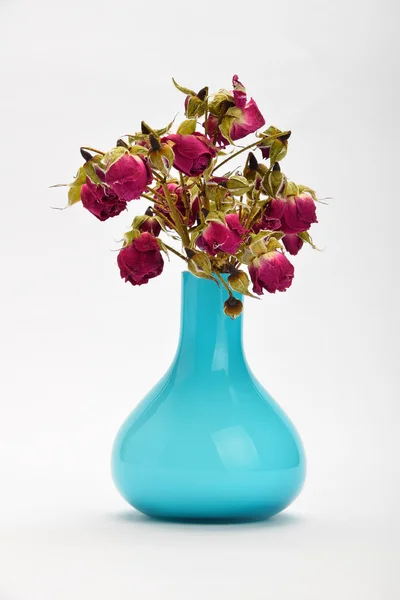 Dried-up red roses in a blue vase isolated on white background with shade — Stock Photo, Image