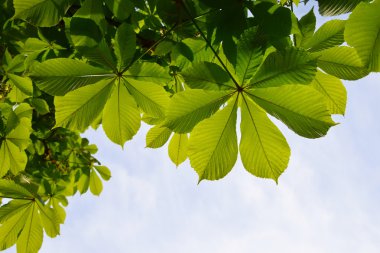 Translucent and green horse chestnut leaves in back lighting on blue sky background