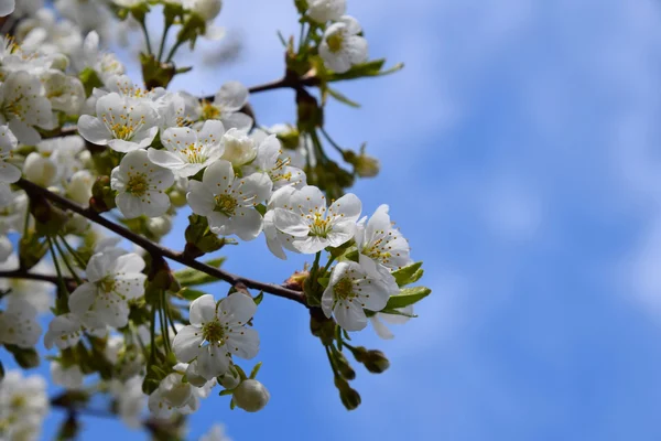 Frühling Kirschblüte - Kirschbaum mit Blumen und Blättern vor blauem Himmel — Stockfoto