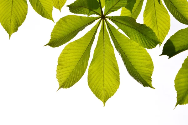 Frame of translucent horse chestnut textured green leaves in back lighting on white sky background with sun shine flare (full leaf) — Stock Photo, Image