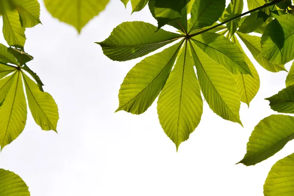 Frame of translucent horse chestnut textured green leaves in back lighting on white sky background with sun shine flare (full leaf) — Stock Photo, Image