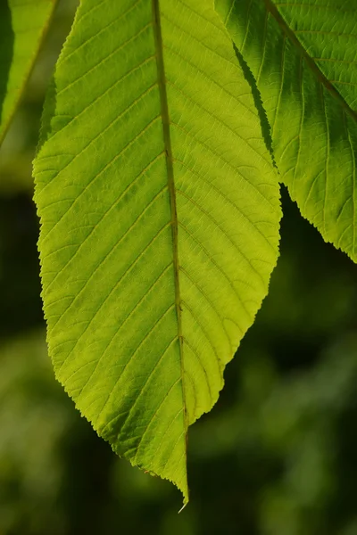 One horse chestnut textured green leaf in back lighting on green background — Stock Photo, Image