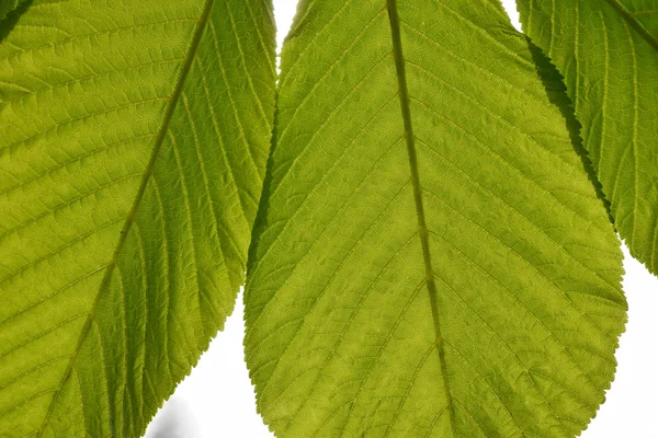Translucent horse chestnut textured green leaves close up in back lighting isolated on white sky background with sun shine flare — Stock Photo, Image