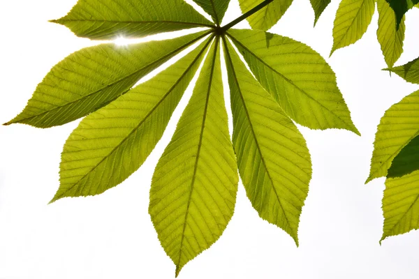 Translucent horse chestnut textured green leaves in back lighting on white sky background with sun shine flare (full leaf)