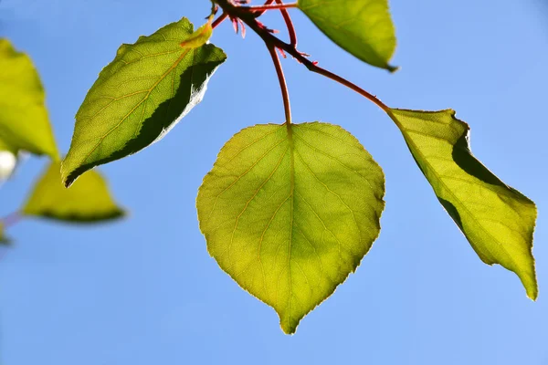 Shiny vivid translucent apricon tree leaves on bright blue sky background, landscape, different take — Stock Photo, Image