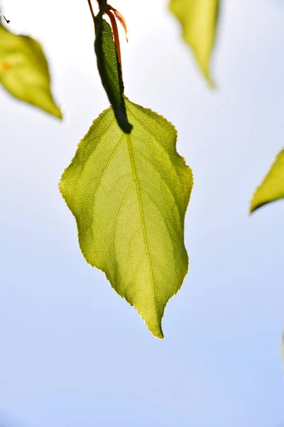 Shiny translucent apricon tree leaf on light blue sky background, merely open, vertical