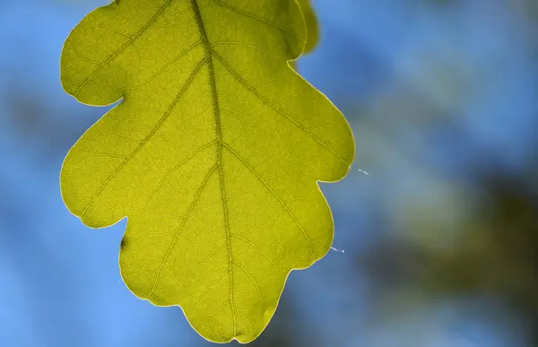 Shiny vivid translucent oak tree leaf on bright blue sky background with blurred branches — Stock Photo, Image