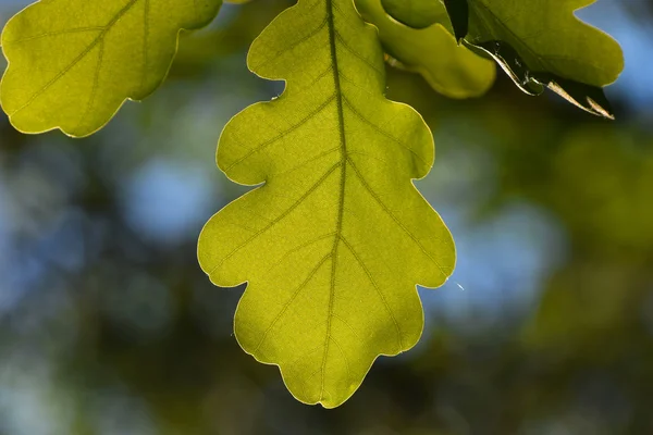 Shiny vivid translucent oak tree leaf on blue sky and green background — Stock Photo, Image