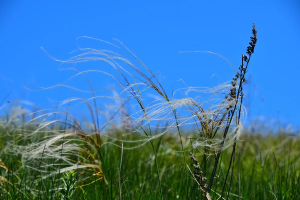 Tapete de penas estipa grama dobre-se ao vento sob um céu azul — Fotografia de Stock