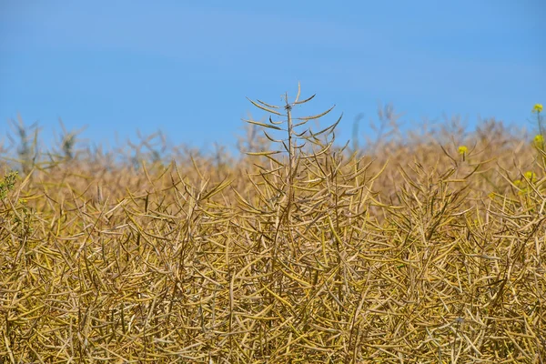 Champ de colza mature mûr plante de colza sous le ciel bleu — Photo