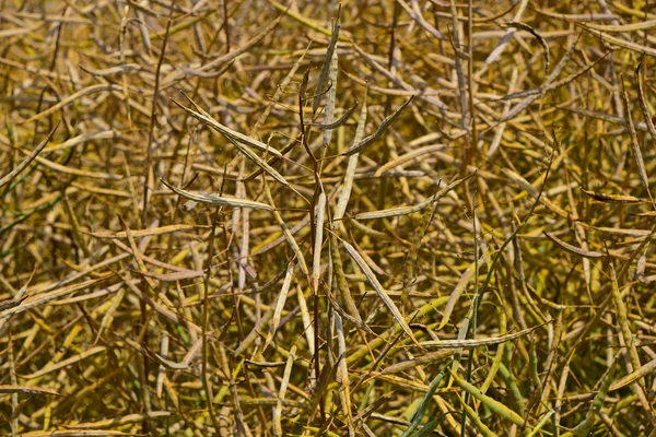 Campo de planta de colza madura madura colza — Fotografia de Stock