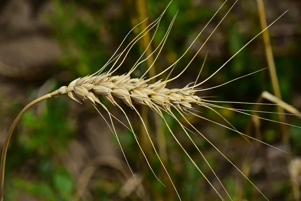 Tête d'oreille mûre de blé dans un champ vert gros plan — Photo