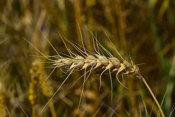 Tête d'oreille mûre de blé mûr en champ rapproché — Photo