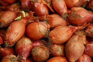 Çiftçi pazarının perakende vitrininde taze kırmızı soğanı kapat, yüksek açılı görüş.