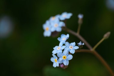 Makro, taze bahar mor mavisi kapat beni unutma ya da rüzgarda sallanan Myosotis çiçekleri yeşil arka plan, düşük açı