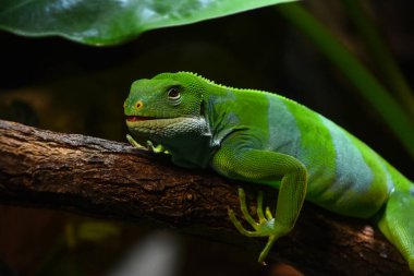 Canlı yeşil kadın Brachylophus bulbula kertenkelesinin ya da Fiji bantlı iguananın profil portresini ağaç dalında, alçak açılı, yan görüş