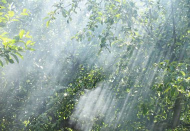 Yeşil ağaç yaprakları ve dalları, atmosferik sisi keserek sabahın erken saatlerinde dingin ve ruhani bir doğal manzara yaratan güzel güneş ışınları alır.