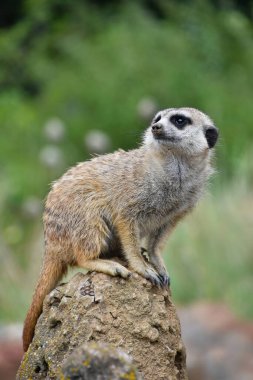 Bir kayanın üzerinde oturan bir mirketin portresini kapat ve yeşil arka plan, düşük açı görünümü üzerinden gözlerini çevir.