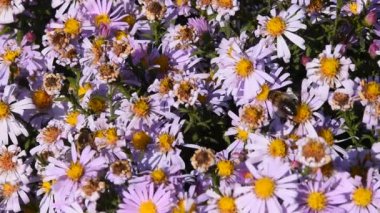 Eylem polen arılar yaz çiçek pembe