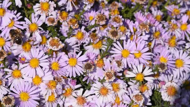 Bina i åtgärd pollen rosa sommarblommor — Stockvideo