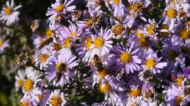 Bina i åtgärd pollen rosa sommarblommor — Stockvideo