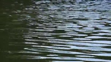Yeşil su yüzeyinde Ripples çalıştıran