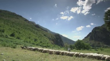 Dağ otlaklar koyunlar, geniş açı çekim