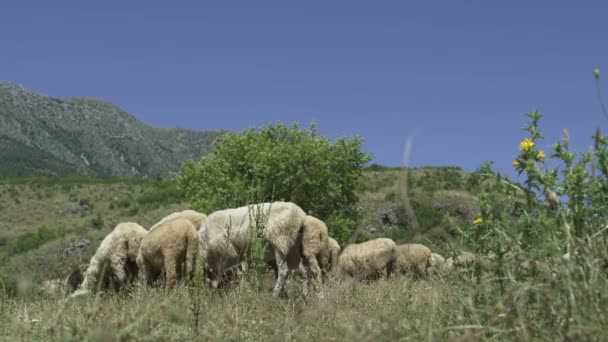 Near shot of sheep in mountain pastures — Stockvideo