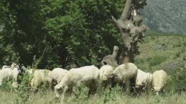 Orta yakın çekim, dağ alanlarında otlatma koyun