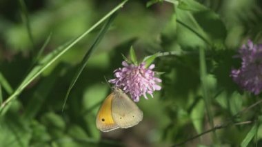 Ağır çekim kelebek ve çiçek