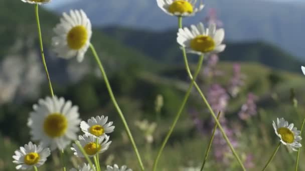 Medium close up of daisy flowers — Stock Video