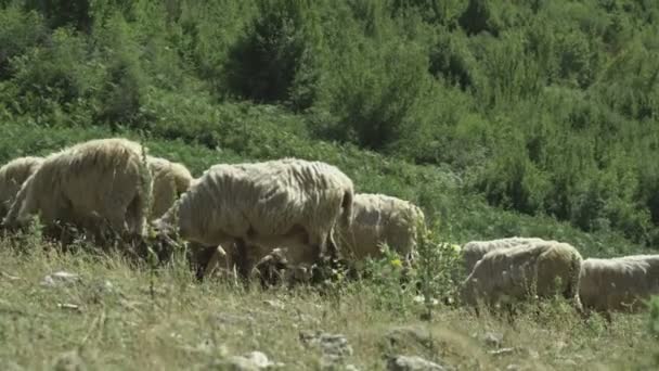 Pastoreo de ovejas en zonas montañosas — Vídeos de Stock