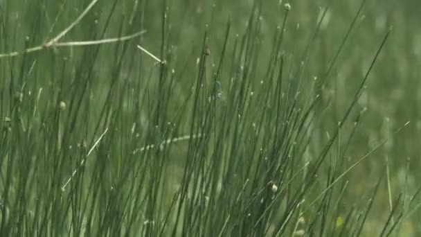 Close up of grass — Stock Video