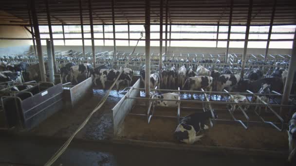 Ferme de vaches — Video