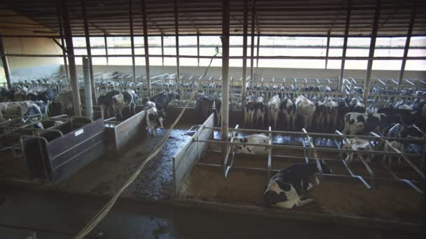 Ferme de vaches — Video