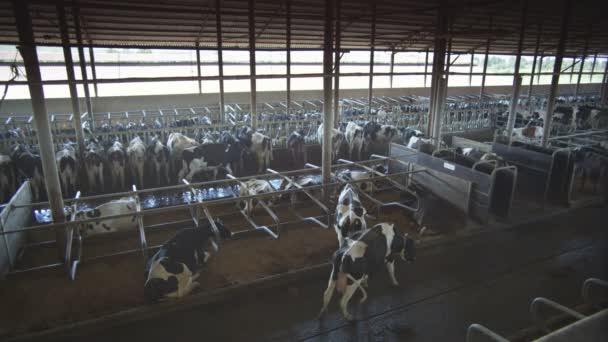 Коровье хозяйство — стоковое видео