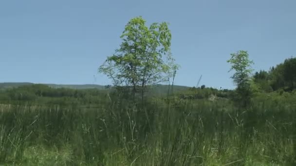 Vue panoramique de l'herbe au ralenti agitant le vent et l'arbre — Video