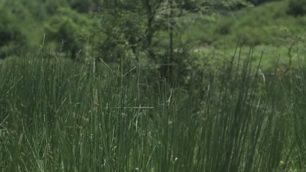 Lambat gerak rumput melambaikan angin — Stok Video