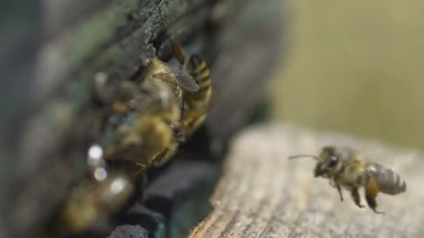 Abejas en la entrada de la colmena — Vídeos de Stock