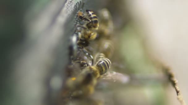 Pszczoły przy ul — Wideo stockowe