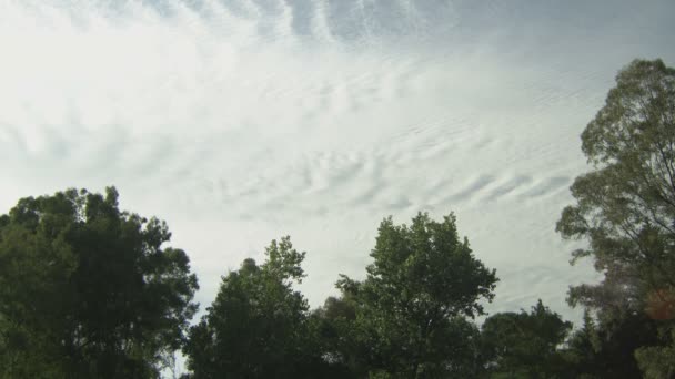 Static shot of trees with cloudy sky texture — Stok video