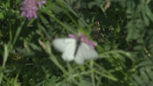 Mariposa y flor de cámara lenta — Vídeos de Stock