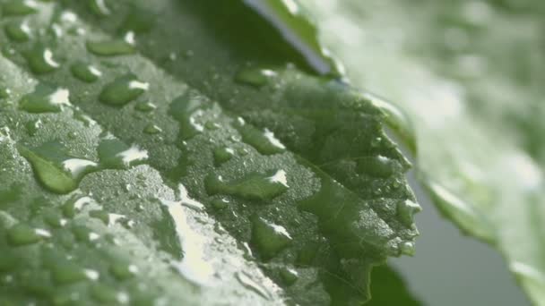 Close up of wet leaves — Stock Video