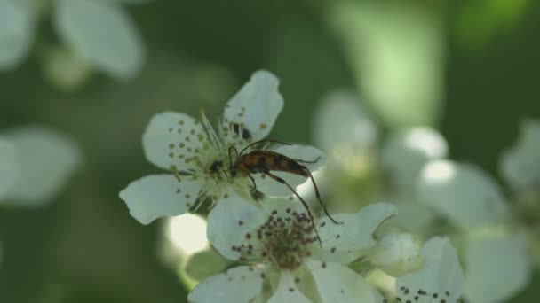 Цветы посещают множество насекомых — стоковое видео