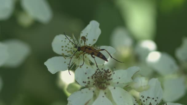 Bloemen worden bezocht door een grote verscheidenheid van insecten — Stockvideo