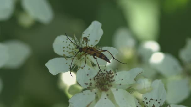 Blüten werden von einer Vielzahl von Insekten besucht — Stockvideo