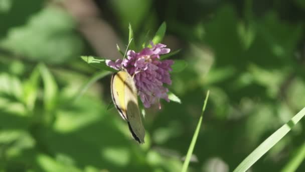 Slow motion fjäril och blomma — Stockvideo