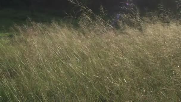 Slow motion gras zwaaien op wind — Stockvideo