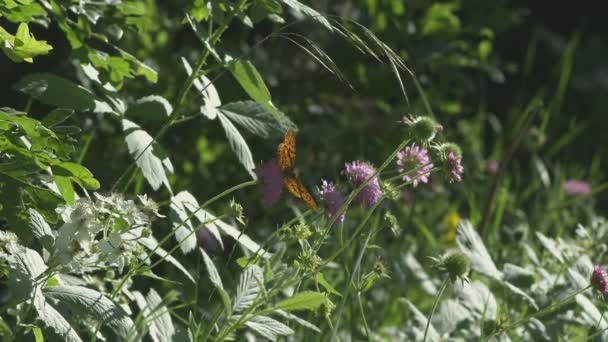 Zpomalený pohyb motýla a květina — Stock video